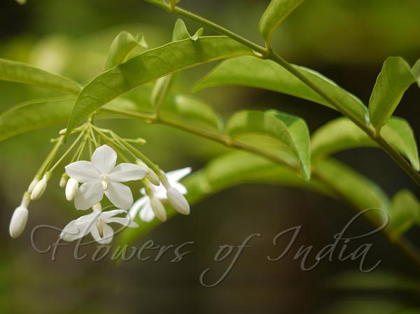 Water Jasmine